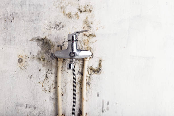 Best DIY Mold Remediation Support Services in Mead Valley, CA