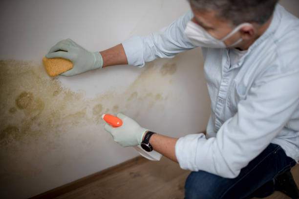 Best Mold Testing and Inspection Services in Mead Valley, CA