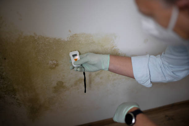 Best Mold Remediation for Specific Building Types in Mead Valley, CA