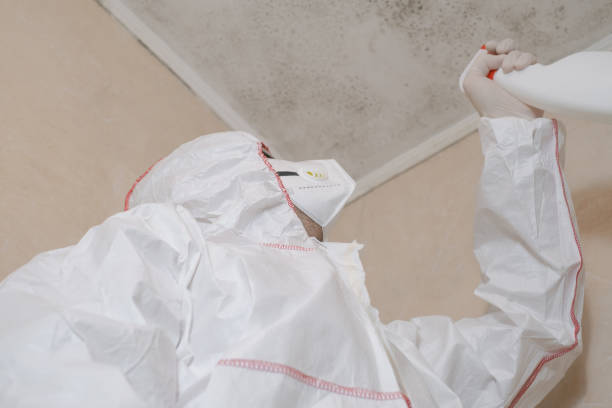 Best Commercial Mold Remediation in Mead Valley, CA