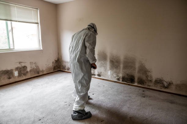 Best Mold Remediation for Specific Building Types in Mead Valley, CA