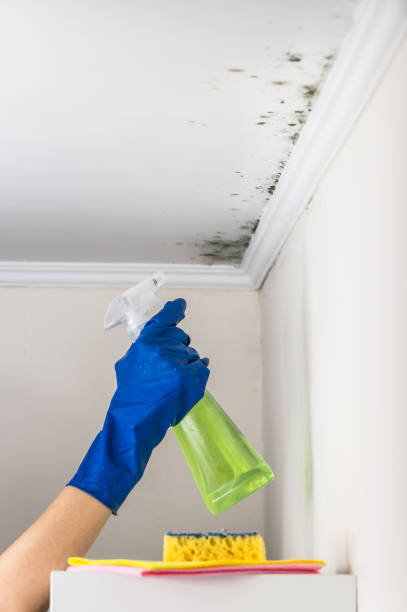 Best Kitchen Mold Remediation in Mead Valley, CA
