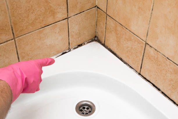 Best Post-Flood Mold Remediation in Mead Valley, CA
